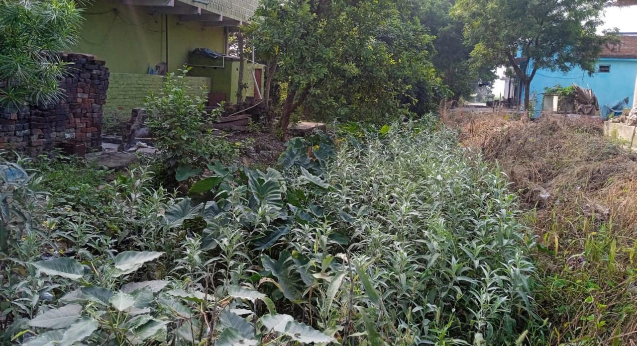  सफाई के अभाव में झाड़ियों से भरा बरईपुर माइनर।